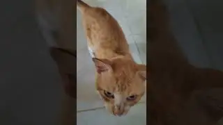 kitty cat
