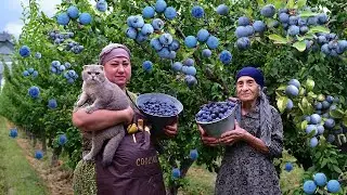HARVESTING FRESH BLACKTHORN, APRICOT, FEIJOA | MAKING COMPOTE AND DELİCİOUS LUNCH