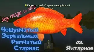 Русская рыбалка 4 (РР4) озеро Янтарное КАРП Чешуйчатый, Зеркальный, Рамчатый, Старвас