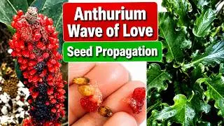 Anthurium Seed Propagation & Result | Wave of Love Plant Care