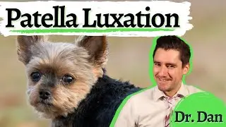 Dog patella luxation.  Luxating knee or patella in the dog: How to diagnose and treat with Dr. Dan