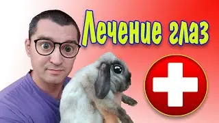 How to treat a rabbit's eyes: watery, festering, and swollen eyes