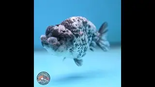 Blue Based Tiger Ranchu 3.5 inches Body - Female (250117_RC02)