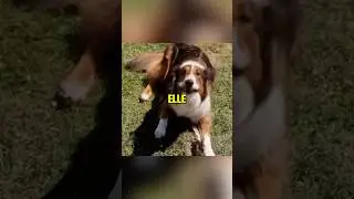 The moment he knew it was HIM 🐶 