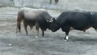 2011 DEREKAPI BAŞALTI FİNALİ BOZ - ŞAHİN