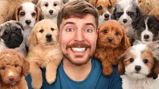 MrBeast Нашел дом 100 Собакам!
