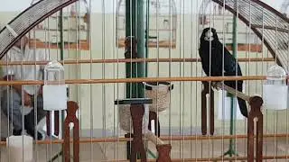 Leko Leko