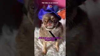 The MOST Wanted Gnome: Tiny Fugitive @keegantindall  #funny #pugs #youtubechamps #dogshorts #dogskit
