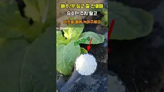 배추와 무를 심고 잘 안클때 요소만 주지 말고 이것을 물에 녹여 주세요 배추무가 잘 자랍니다 #배추추비 #텃밭농사