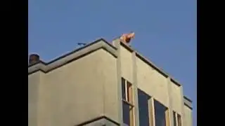 RHCP - Give It Away at the Building
