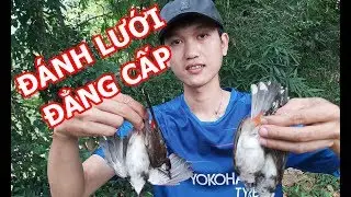 Bẫy Chào mào bằng lưới tàng hình, Quá đẳng cấp, Một lần dăng lưới dính cả chục con