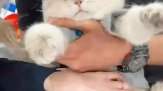 Кот Гена на 1 канале!
