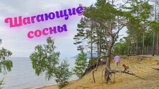 VLOG Шагающие сосны на Байкале. Село Максимиха