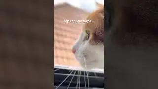 Meowing at birds!