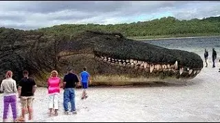 TOP 10 BIGGEST ANIMALS IN THE WORLD