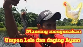 Fishing using jumbo catfish bait and chicken meat, looking for monster fish that live in the lake!
