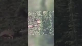 Пума Напала На Семью Оленей