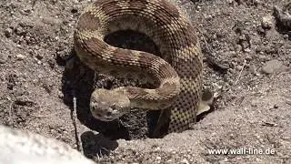 Klapperschlange, Rattlesnake fights with ground squirrels -Yosemite USA