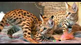 Savannah Kittens for Sale!