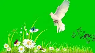 Kabboter pigeon green screen video