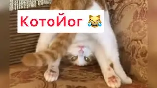 КотоЙога😂😂😂 #смешныекоты #cat #animals #приколысживотными #котыприколы #happy #коты #смешныевидео