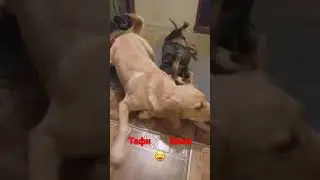 Собаки играют #shorts