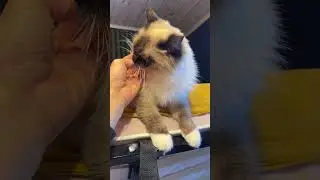 Кошка Рэгдолл. Зовут Маня🥰 