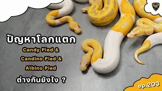 คอมโบ Candy Pied กับ Candino Pied และ Albino Pied ต่างกันยังไง【 EP.203| 4K 】#realityballpython