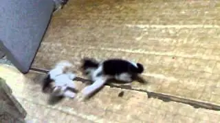 разборки котят)