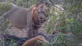 -WARN GRAPHIC- Male lions eating a buffalo carcass -Africam Sighting - Skukuza Cam- (August 15 2023)