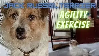 Dog Agility Exercise