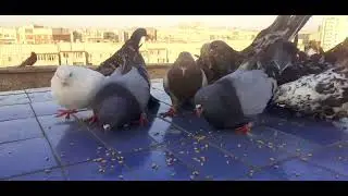 Голуби Игоря Тихонова.Луганск.