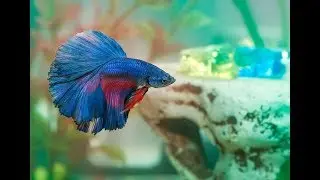 How long can betta fish survive without food