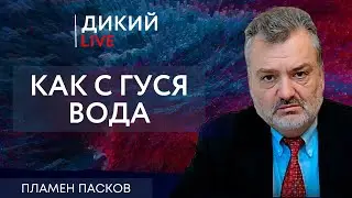 В каждом селе свои дураки. Пламен Пасков. Дикий LIVE.