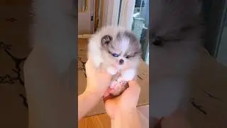 OMG! Look at the mysterious eye color of the exotic Mini Tea Cup Puppy... It's love.🩵😇🩵 #cutedog