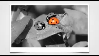 A Simple Color Splash Tutorial - Show your True Colors with Fotor's Color Splash!