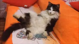 Когда совесть не мучает и просто ХОРОШО I ЛапУшки Котейки