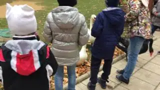 Кормление лебедей и уток в Царьграде