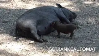 Getränkeautomat