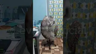Когда решил сделать ДЗ с помощью гдз😱#хочуврек#котики#футажи#shorts Автор звука:@DHAnimationRUS
