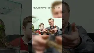 Паук не смертельно опасный