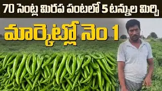 #Mirchi #chilli -70 సెంట్ల మిరప పంటలో 5 టన్నుల మిర్చి డిగుబడి, మార్కెట్లో నెం1 ,#agriculture#organic