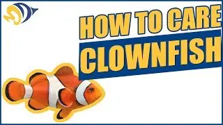 Finding Dory: How to Care for a Clownfish (“Nemo”) in a Saltwater Aquarium
