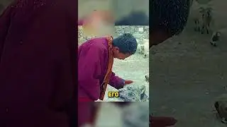 Леопард просит прощения🥺 