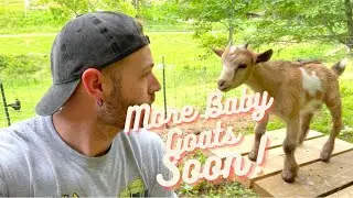 Baby Goats are almost here!