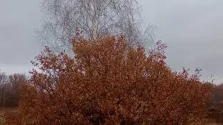 Осенний дождь