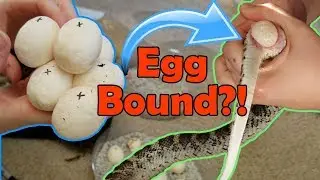 Incubating Bullsnake Eggs- My Worst Experience Ever