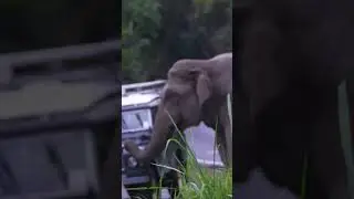 ขับรถลงเขาดีไหม #เขาใหญ่ #forestelephant #animalnews #animals #elephanthabitat #elephannature