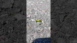 Neon green grasshopper