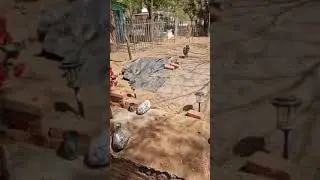 YA CON ANSIAS DE VER TERMINADA LA CAPILLA DE LA GILBERTONA